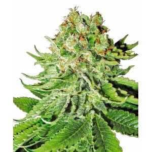 Northern Lights Auto Feminised Seeds Northern Lights Auto Feminised Seeds