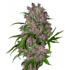 Purple Bud Auto Feminised Seeds Purple Bud Auto Feminised Seeds