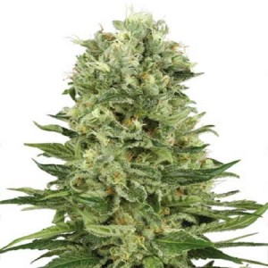 Skunk #1 Auto Feminised Seeds Skunk #1 Auto Feminised Seeds