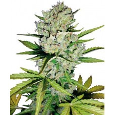 Super Skunk Auto Feminised Seeds Super Skunk Auto Feminised Seeds