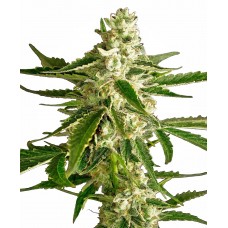 White Diesel Haze Auto Feminised Seeds White Diesel Haze Auto Feminised Seeds