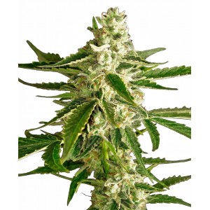 White Diesel Haze Auto Feminised Seeds White Diesel Haze Auto Feminised Seeds