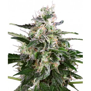 White Skunk Auto Feminised Seeds White Skunk Auto Feminised Seeds