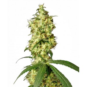 White Widow Auto Feminised Seeds White Widow Auto Feminised Seeds