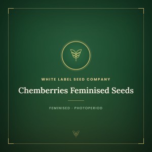 Chemberries Feminised Seeds Chemberries Feminised Seeds