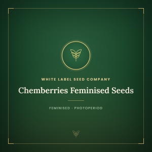 Chemberries Feminised Seeds