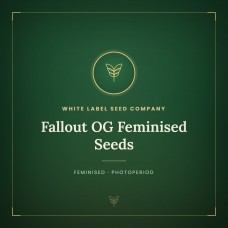Fallout OG Feminised Seeds Fallout OG Feminised Seeds