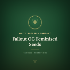 Fallout OG Feminised Seeds Fallout OG Feminised Seeds