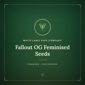 Fallout OG Feminised Seeds Fallout OG Feminised Seeds