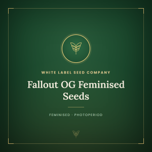 Fallout OG Feminised Seeds Fallout OG Feminised Seeds