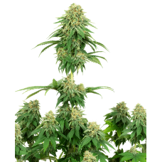 Girl Scout Cookies Feminised Seeds Girl Scout Cookies Feminised Seeds