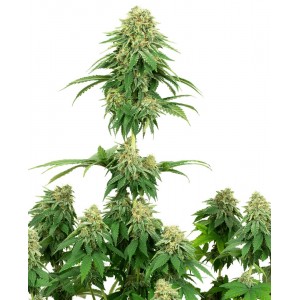 Girl Scout Cookies Feminised Seeds