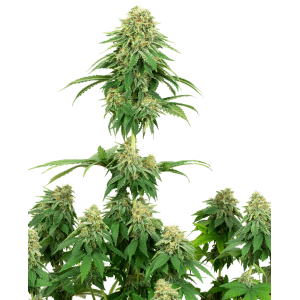 Girl Scout Cookies Feminised Seeds Girl Scout Cookies Feminised Seeds