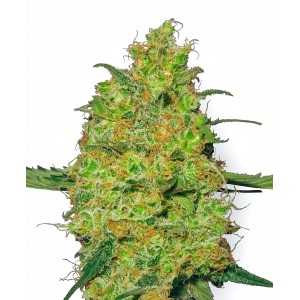 Master Kush Feminised Seeds Master Kush Feminised Seeds
