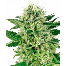 Northern Lights Feminised Seeds Northern Lights Feminised Seeds
