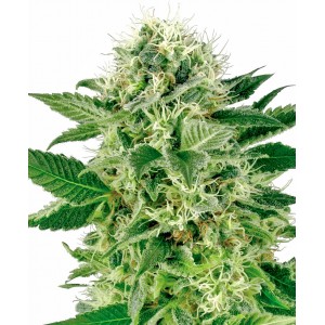 Northern Lights Feminised Seeds Northern Lights Feminised Seeds