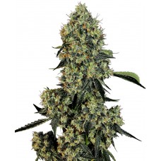 OG Kush Feminised Seeds