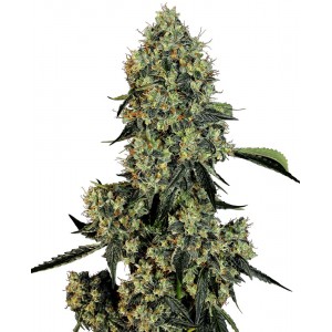 OG Kush Feminised Seeds OG Kush Feminised Seeds