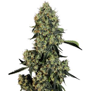 OG Kush Feminised Seeds OG Kush Feminised Seeds