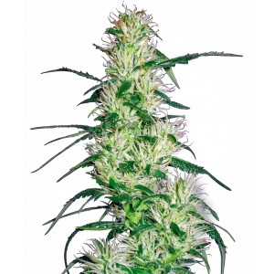 Purple Haze Feminised Seeds