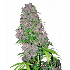 Purple Bud Feminised Seeds Purple Bud Feminised Seeds