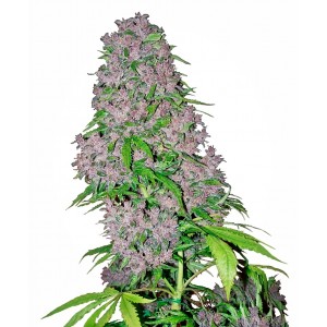 Purple Bud Feminised Seeds Purple Bud Feminised Seeds