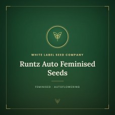 Runtz Auto Feminised Seeds Runtz Auto Feminised Seeds
