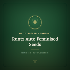 Runtz Auto Feminised Seeds Runtz Auto Feminised Seeds