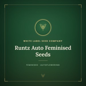 Runtz Auto Feminised Seeds