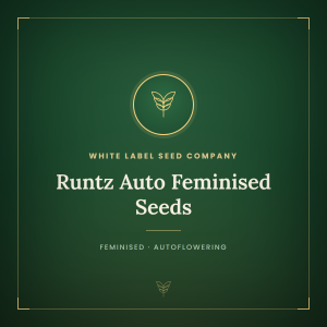 Runtz Auto Feminised Seeds Runtz Auto Feminised Seeds