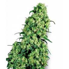 Skunk #1 Feminised Seeds Skunk #1 Feminised Seeds