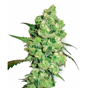 Super Skunk Feminised Seeds Super Skunk Feminised Seeds