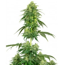 Strawberry Kush Feminised Seeds Strawberry Kush Feminised Seeds