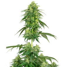 Strawberry Kush Feminised Seeds Strawberry Kush Feminised Seeds