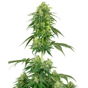 Strawberry Kush Feminised Seeds Strawberry Kush Feminised Seeds