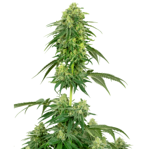 Strawberry Kush Feminised Seeds Strawberry Kush Feminised Seeds