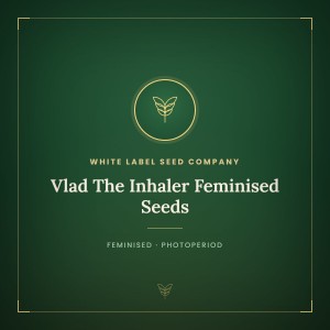 Vlad The Inhaler Feminised Seeds Vlad The Inhaler Feminised Seeds