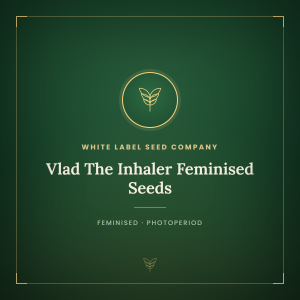 Vlad The Inhaler Feminised Seeds