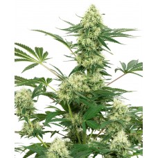 Wedding Cheesecake Feminised Seeds Wedding Cheesecake Feminised Seeds