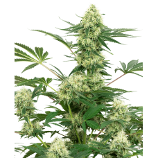 Wedding Cheesecake Feminised Seeds Wedding Cheesecake Feminised Seeds