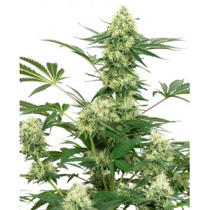 Wedding Cheesecake Feminised Seeds Wedding Cheesecake Feminised Seeds