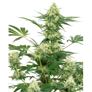 Wedding Cheesecake Feminised Seeds Wedding Cheesecake Feminised Seeds