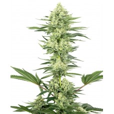 White Gorilla Haze Feminised Seeds White Gorilla Haze Feminised Seeds