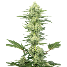 White Gorilla Haze Feminised Seeds White Gorilla Haze Feminised Seeds