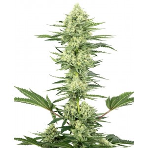 White Gorilla Haze Feminised Seeds White Gorilla Haze Feminised Seeds