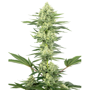White Gorilla Haze Feminised Seeds White Gorilla Haze Feminised Seeds