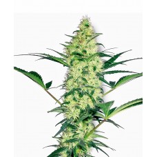 White Diesel Feminised Seeds White Diesel Feminised Seeds