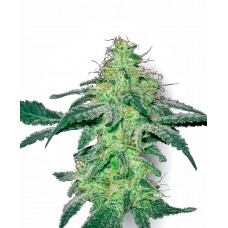 White Skunk Feminised Seeds White Skunk Feminised Seeds