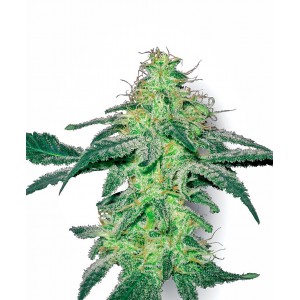 White Skunk Feminised Seeds White Skunk Feminised Seeds