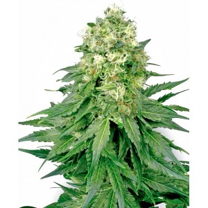 White Widow Feminised Seeds White Widow Feminised Seeds